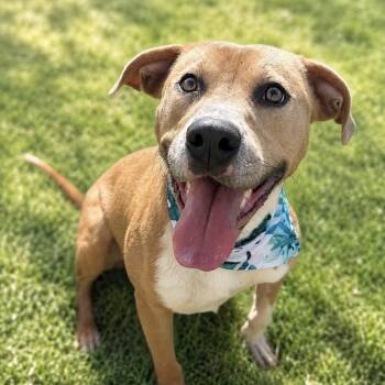 Brock -  Labrador Retriever Dog for Adoption in Columbia, South Carolina - Brock | PetCurious