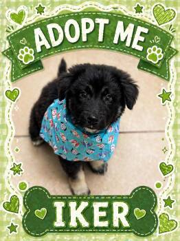 Shepherd Dogs Available for Adoption in Bowie, Texas - Iker | PetCurious