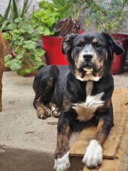 Rescue Mixed Breed Dogs for Adoption in Palo Alto, California - Bella | PetCurious