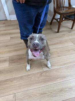 Staffordshire Bull Terrier and Mixed Breed Dogs Available for Adoption - Shiloh | PetCurious