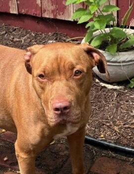 Julia -  Pit Bull Terrier Dog for Adoption in Wheaton, Illinois - Julia | PetCurious
