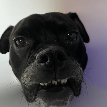 Rescue Boxer and Bulldog Dogs for Adoption in Burbank, California - Sparky | PetCurious