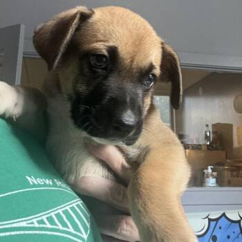 Otto -  German Shepherd Dog and Mixed Breed Dog for Adoption in Summerlee, West Virginia - Otto | PetCurious