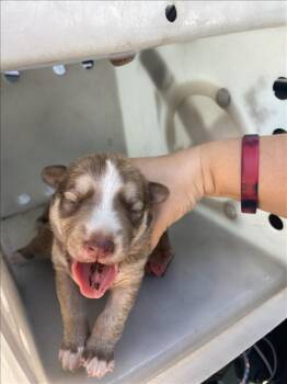 NINO -  Mixed Breed Dog for Adoption in Dallas, Texas - NINO | PetCurious