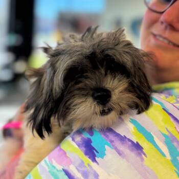 Harriette -  Mixed Breed Dog for Adoption in Springboro, Ohio - Harriette | PetCurious