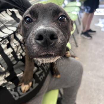 Barry -  Mixed Breed Dog for Adoption in Philadelphia, Pennsylvania - Barry | PetCurious