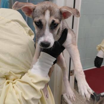 ENCORE 2688 -  Husky and Mixed Breed Dog for Adoption in Loxahatchee Groves, Florida - ENCORE 2688 | PetCurious