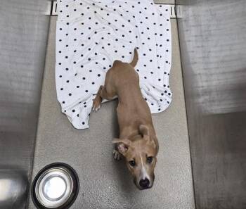 SADE -  American Staffordshire Terrier Dog for Adoption in Fort Lauderdale, Florida - SADE | PetCurious