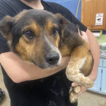 Tech -  Mixed Breed Dog for Adoption in Corbin, Kentucky - Tech | PetCurious