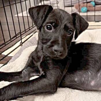 Labrador Retriever Dogs Available for Adoption - Shirley | PetCurious
