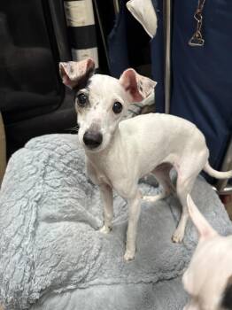 Rescue Chihuahua Dogs for Adoption in Chicago, Illinois - Hugs | PetCurious