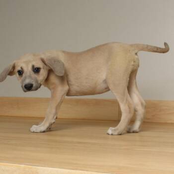 Australian Shepherd and Terrier Dogs Available for Adoption in Minnetonka, Minnesota - Dobby D68969 | PetCurious