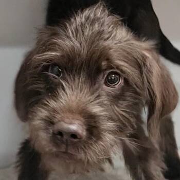 Bruno -  Yorkshire Terrier and Mixed Breed Dog for Adoption in Corpus Christi, Texas - Bruno | PetCurious