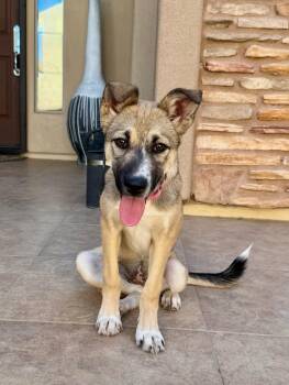 Marti -  Australian Cattle Dog Blue Heeler Dog for Adoption in Tucson, Arizona - Marti | PetCurious