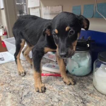 Rocko - 072905U -  Hound and Mixed Breed Dog for Adoption in Tupelo, Mississippi - Rocko - 072905U | PetCurious