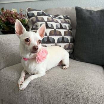 PRINCESS -  Chihuahua Dog Available for Adoption in Kaufman, Texas - PRINCESS | PetCurious