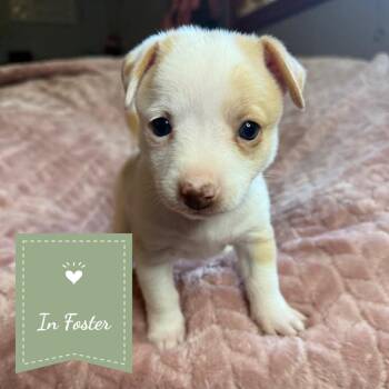 Hole Punch -  Chihuahua and Basenji Dog for Adoption in Chico, California - Hole Punch | PetCurious