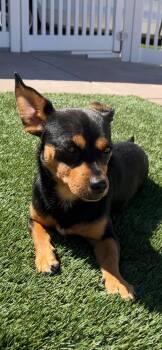 Miniature Pinscher and Chihuahua Dogs Available for Adoption in Modesto, California - Chase | PetCurious