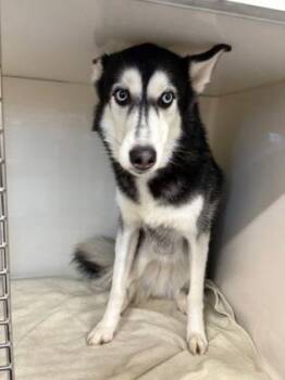 Gilbert -  Mixed Breed Dog for Adoption in West Chester, Pennsylvania - Gilbert | PetCurious