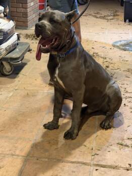 Roman -  Cane Corso Dog for Adoption in Glendale, Arizona - Roman | PetCurious