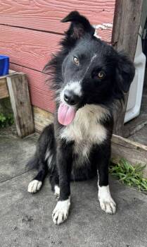 Australian Shepherd Dogs Available for Adoption in Alexandria, Virginia - Lucy  | PetCurious