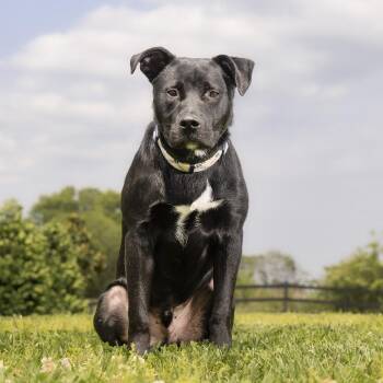 Mixed Breed Dogs Available for Adoption in Franklin, Tennessee - Haberdasher | PetCurious