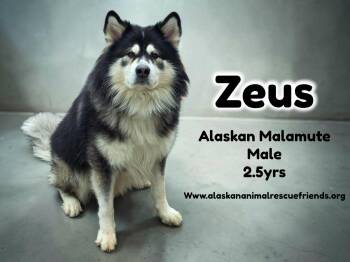 Zeus -  Alaskan Malamute Dog for Adoption in Anchorage, Alaska - Zeus | PetCurious