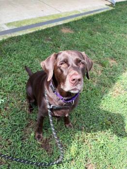 ROSETTA -  Labrador Retriever Dog for Adoption in Leesburg, Virginia - ROSETTA | PetCurious