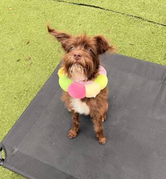 Goat -  Yorkshire Terrier Dog for Adoption in Grand Rapids, Michigan - Goat | PetCurious