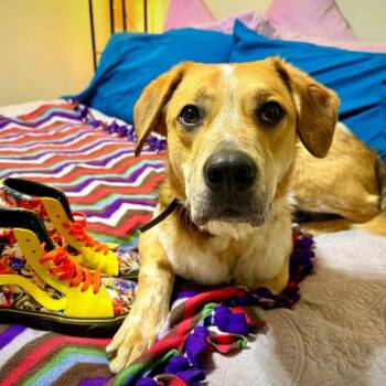 Australian Cattle Dog Blue Heeler Dogs Available for Adoption in Fayetteville, Arkansas - Fella | PetCurious