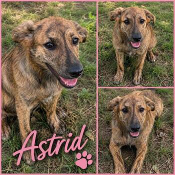 Astrid -  German Shepherd Dog Dog for Adoption in Zimmerman, Minnesota - Astrid | PetCurious