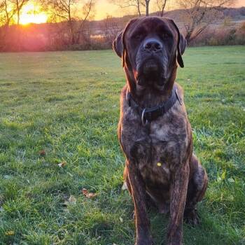 Moose -  Mastiff Dog Available for Adoption in St. Cloud, Minnesota - Moose | PetCurious