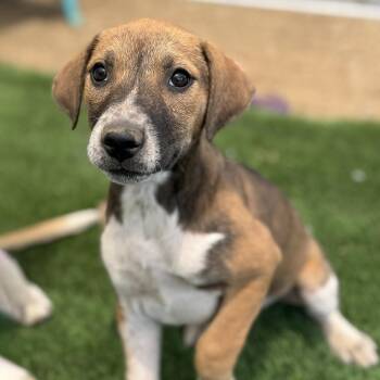 Shepherd and Hound Dogs Available for Adoption in San Diego, California - Boho Pup - Chic | PetCurious