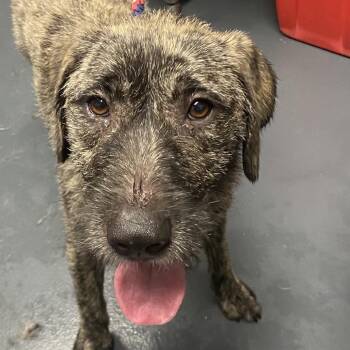 Kyra -  Mixed Breed Dog for Adoption in Allentown, Pennsylvania - Kyra | PetCurious