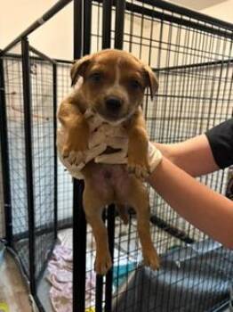 Major -  Australian Cattle Dog Blue Heeler Dog for Adoption in Thompson Falls, Montana - Major | PetCurious