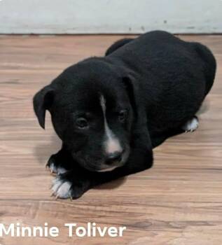 Labrador Retriever and Mountain Cur Dogs Available for Adoption in El Dorado, Arkansas - Minnie | PetCurious