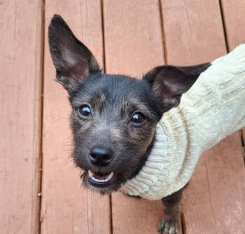 Terrier Dogs Available for Adoption - Cornflake | PetCurious