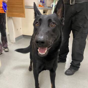 WAGS-Stray-23313 -  German Shepherd Dog Dog for Adoption in Westminster, California - WAGS-Stray-23313 | PetCurious