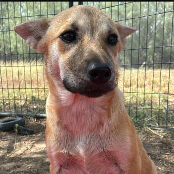 Rescue Labrador Retriever Dogs for Adoption in West Islip, New York - Tansy | PetCurious