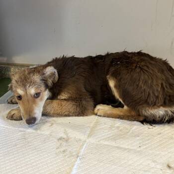 IVHS-Stray-143226 -  Chocolate Labrador Retriever and Shepherd Dog for Adoption in San Gabriel, California - IVHS-Stray-143226 | PetCurious