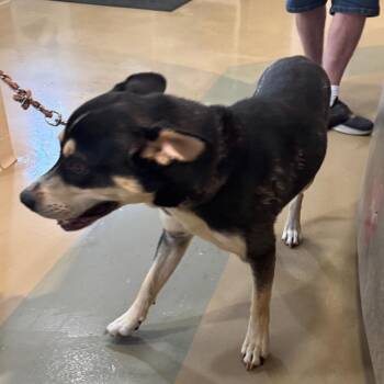 Pinto -  Mixed Breed Dog for Adoption in Winston-salem, North Carolina - Pinto | PetCurious