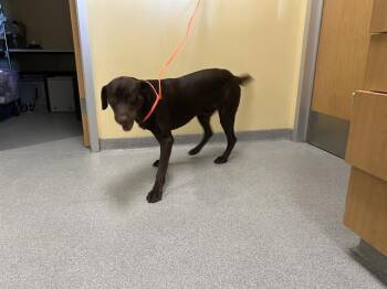 NESTLE -  Labrador Retriever Dog for Adoption in Tustin, California - NESTLE | PetCurious