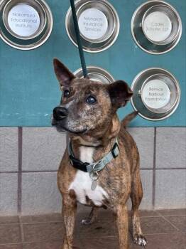 Mixed Breed Dogs Available for Adoption in Honolulu, Hawaii - Uma | PetCurious