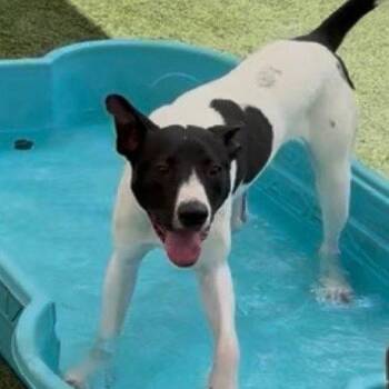 Mitch -  Retriever and Terrier Dog for Adoption in Bloomfield, Connecticut - Mitch | PetCurious