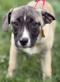 Cane Corso and Mixed Breed Dogs Available for Adoption in Malvern, Pennsylvania - Rosalie | PetCurious