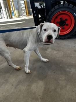 Rescue Pit Bull Terrier and Mixed Breed Dogs for Adoption in Fort Worth, Texas - 59712082 | PetCurious