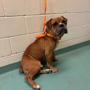 Mr. POPO -  Mixed Breed Dog for Adoption in Memphis, Tennessee - Mr. POPO | PetCurious