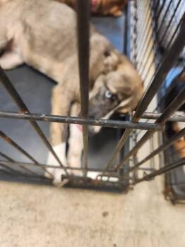 Tulip -  Mixed Breed Dog for Adoption in Mobile, Alabama - Tulip | PetCurious