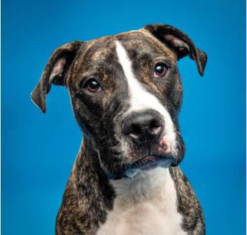 Rescue Pit Bull Terrier Dogs for Adoption in Columbia, Maryland - Edison | PetCurious
