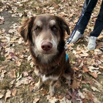 Rescue Labrador Retriever and Anatolian Shepherd Dogs for Adoption in New York, New York - Amir | PetCurious